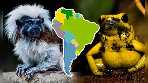 Los 4 animales exóticos, únicos de Sudamérica, que fueron destacados por National Geographic