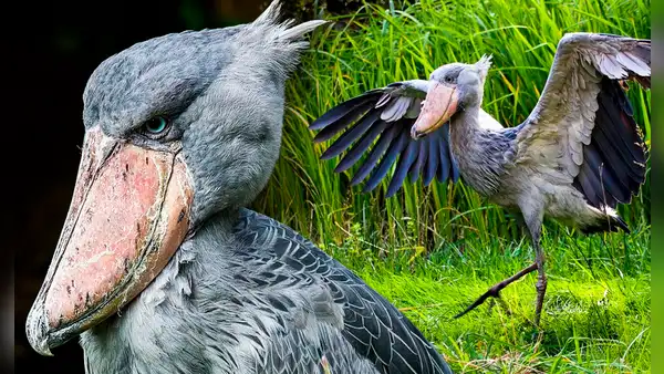 Picozapato, el ave 'prehistórica' que come cocodrilos, mata a sus hermanos y alcanza la altura de un humano