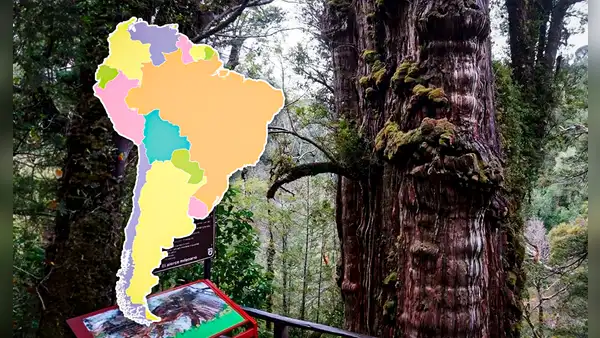El árbol más antiguo del mundo es originario de Sudamérica, tiene más de 5.400 años y mide 30 metros