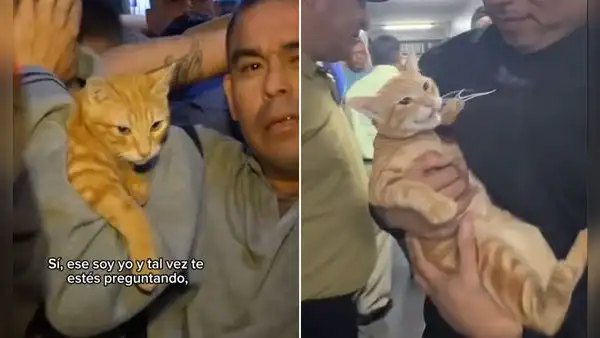 Minino fue hallado durante requisa en penal de PERÚ y en redes bromean: “Aquí hay gato encerrado”