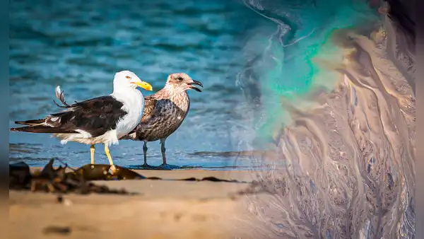 Los efectos del derrame de petróleo por Repsol continúan en el mar del Perú: los animales afectados