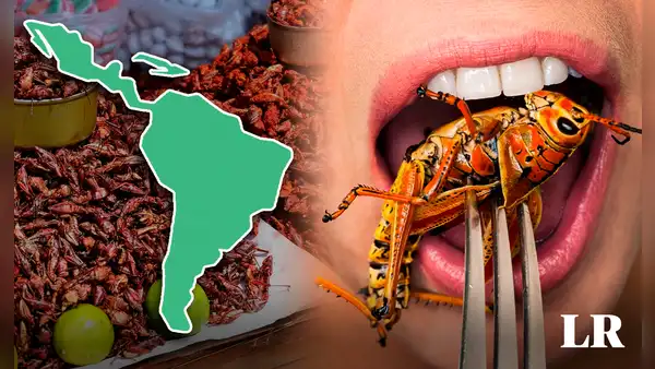 El país que consume más insectos en Latinoamérica y es top 3 en el mundo: comen gusanos, moscos y hormigas