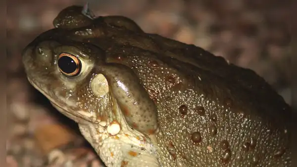 Científicos descubren una nueva esperanza para la ansiedad y la depresión en las toxinas de un sapo del río Colorado