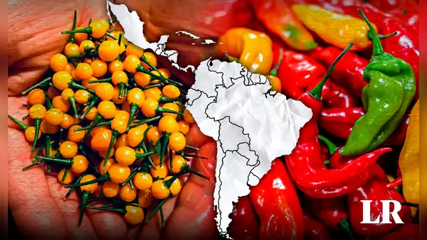 El nuevo ají más picante del mundo está en América: no es de Perú ni México y tiene un récord Guinness