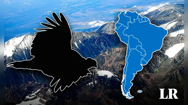 El ave más grande del mundo no es el águila y está en Sudamérica: es considerado un símbolo nacional