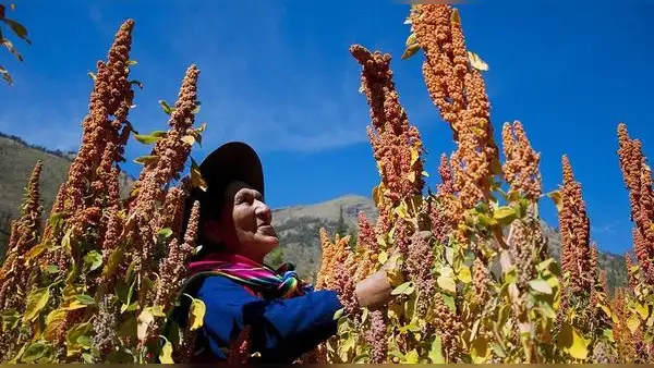 Perú anuncia el más grande plan de irrigación de su historia: 120.000 ha de andenes en la sierra