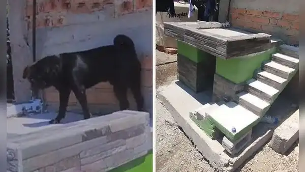 Dueña construyó minivivienda para su perrito y usuarios dicen: “Firulays con casa propia”