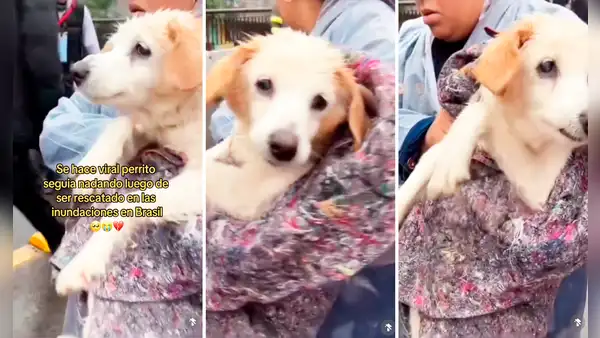 Brasil: perrito conmueve al mundo al seguir nadando, pese a haber sido rescatado de inundaciones