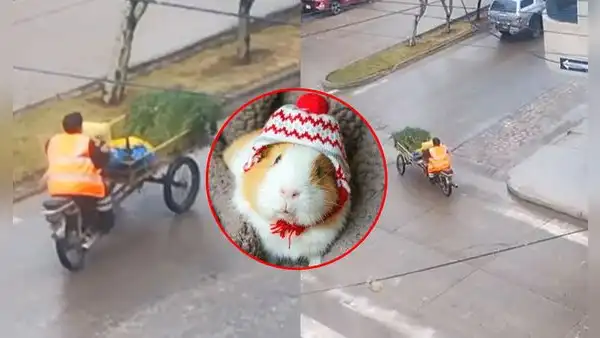 Vendedor de alfalfa en Perú sorprende con creativo sonido para llamar a sus clientes: “Ingenio peruano”