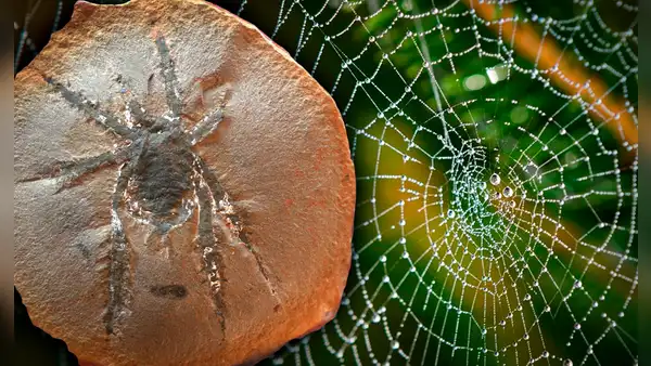 Descubren sorprendente especie de araña de 308 millones de años: habitó los bosques de América