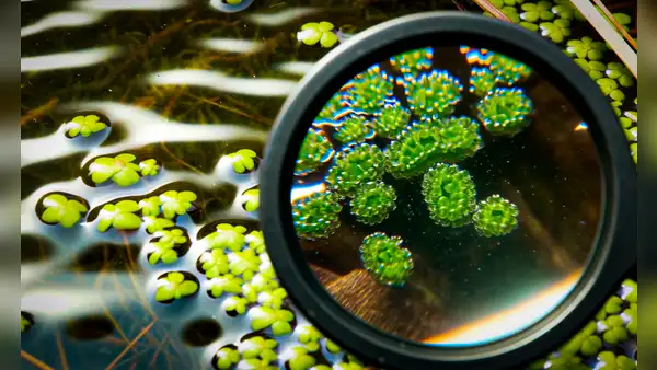 La fruta más pequeña del mundo mide menos de 1 milímetro y crece en países tropicales de Sudamérica