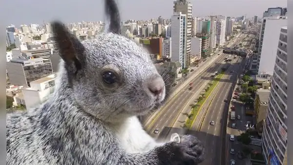 Conoce por qué hay tantas ardillas en LIMA y en que distritos de la capital puedes ubicarlas