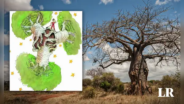 El misterioso origen de los baobabs: el 'árbol de la vida' que sale en el cuento El Principito