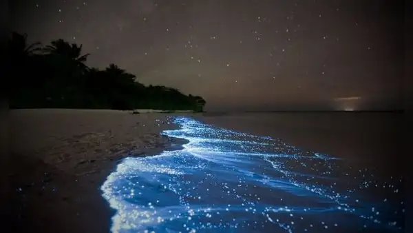 Descubre la magia de la bioluminiscencia en el Caribe de Sudamérica