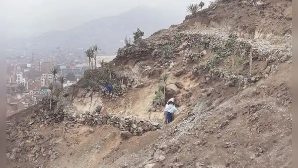 SMP: el sueño de convertir un cerro árido y rocoso en un ‘balcón verde’