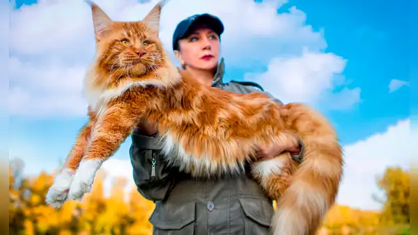 Descubre la raza de gato doméstico más grande del mundo originaria de América que puede pesar hasta 9 kg