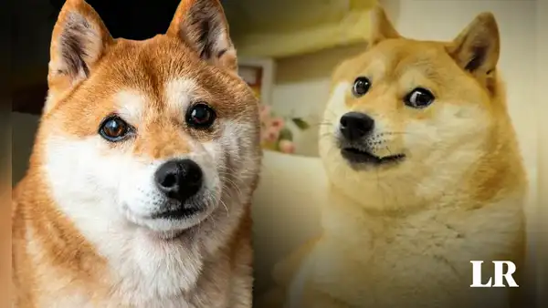 Así es la raza de Kabosu, la perrita de Japón que inspiró al meme Doge y falleció a los 18 años