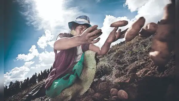 Transgénicos en Perú: entre la biodiversidad y ampliar la frontera agrícola