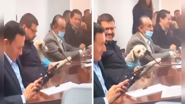 Perrito se roba el show en reunión municipal y en TikTok lo aclaman como candidato: “Firu al poder”