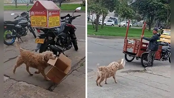 Tierno perrito se vuelve viral por ayudar a su dueño a juntar cajas de cartón: “Firulais reciclador”