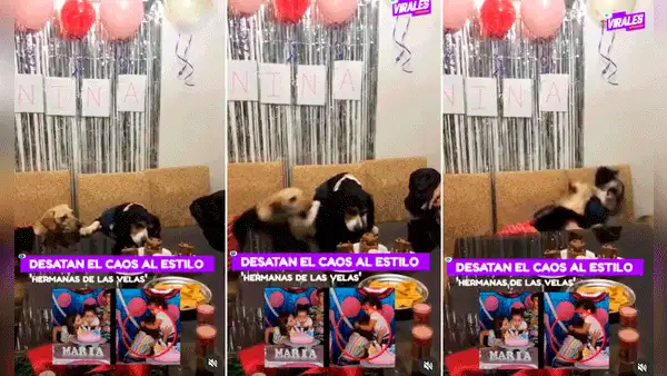 Perritos imitan pelea de hermanitas por pastel y desatan caos en fiesta canina