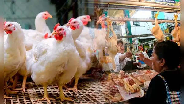 ¡Bajó el precio del pollo en Lima! Conoce dónde comprar el kilo a menos de S/6 en mercados mayoristas