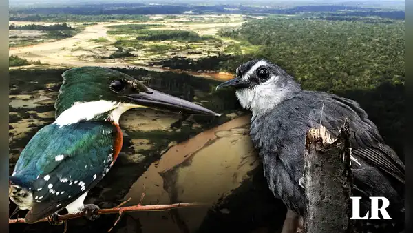 Investigadores identifican en Perú a las aves con la mayor contaminación de mercurio de Sudamérica