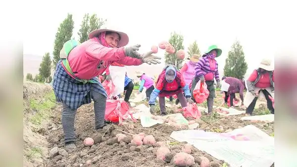 Las manos que cultivan la papa siempre pierden