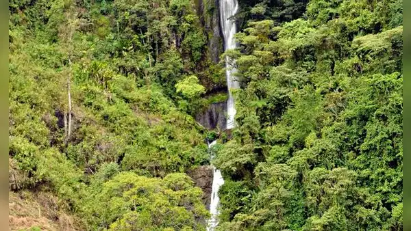 Conoce la cascada oculta en un árbol de Antioquia: ¿cómo llegar desde Bogotá?