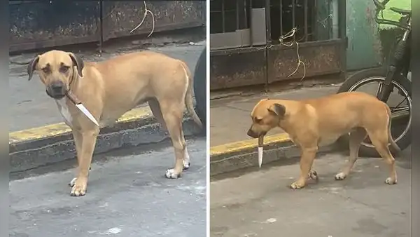 Peruana capta perrito en el Callao con un cuchillo en la boca y dicen “Firulais que se respeta”
