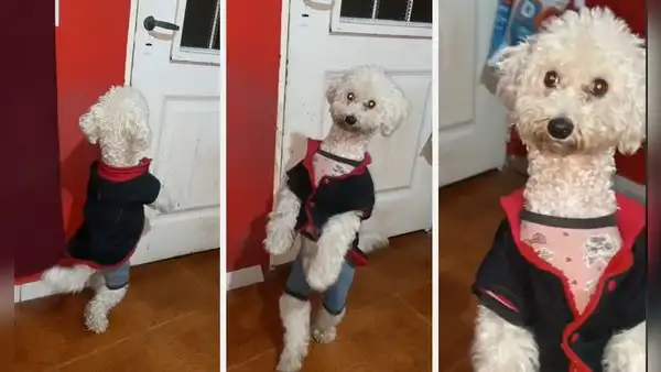 Argentino revela que su perrito prefiere caminar de dos patas y en redes dicen: “Es un nahual”