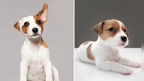 ¿Sabías que los perros pueden comprender hasta 200 palabras?: conoce cuáles son las más comunes
