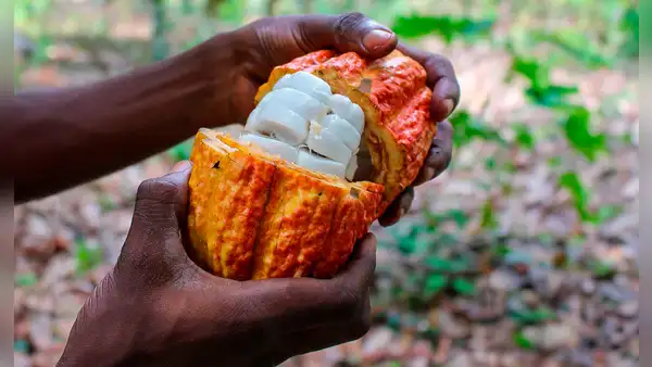Científicos descubren nueva receta para elaborar un chocolate más saludable que aprovecha residuos del cacao