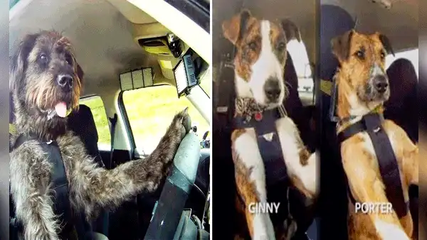Refugio de animales sorprende al enseñar a perros a conducir autos y en redes bromean: “Tomaré un ‘perruber'”
