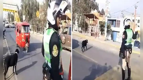 Policía conmueve al detener el tránsito para que perrito callejero cruce la Panamericana Norte: “Vale oro”