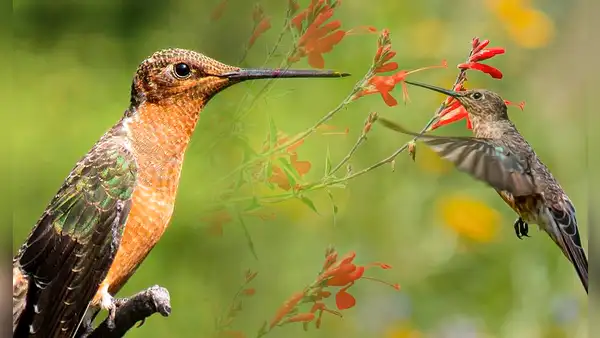 El colibrí más grande de la Tierra está en Sudamérica: mide como una mano y su pico es más largo que su cabeza