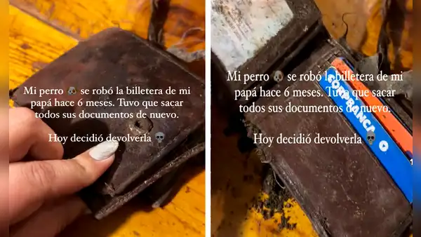 Hombre pierde billetera, saca duplicado de sus documentos y su perro se la devuelve luego de 6 meses
