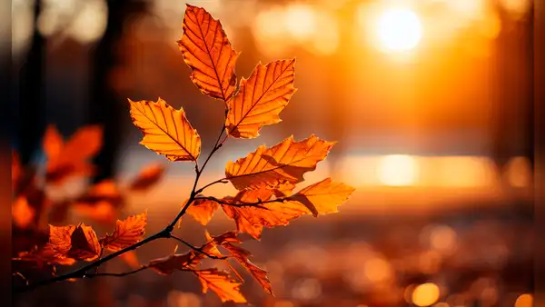 Temporada de otoño 2024: ¿Cuándo es el primer día del otoño de 2024 en Estados Unidos?