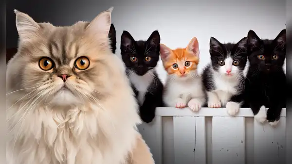 Las 4 razas de gatos que no se recomienda tener en la casa, según experto: uno de ellos es el persa