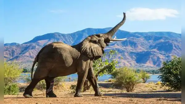 Científicos descubren que los elefantes africanos se ponen nombres para llamarse: "No se basan en imitar"