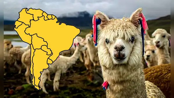 Este país de Sudamérica posee el 85% de la población mundial de alpacas: supera a Boliva y Ecuador juntos
