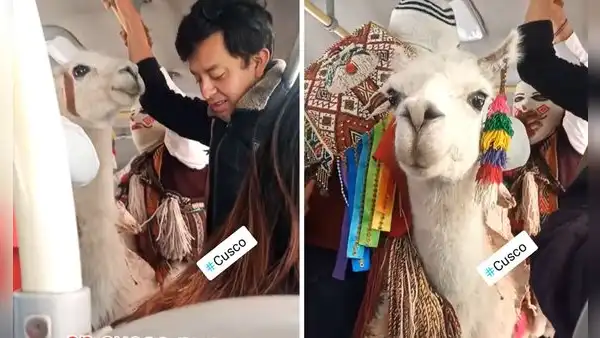 Captan llamita viajando en bus de Perú y usuarios bromean: “Le tocaba asiento preferencial”