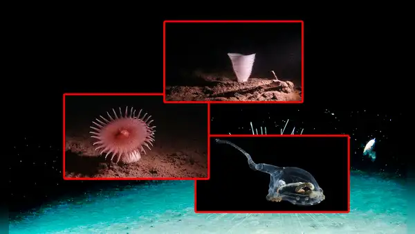 Las sorprendentes imágenes de especies con aspecto alienígena halladas en zonas "menos exploradas de la Tierra"