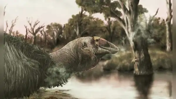 El ganso preshistórico gigante que vivió en Australia hace 45.000 años: el cambio climático lo desapareció