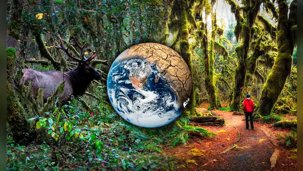 Los efectos del cambio climático no existen en este bosque en Estados Unidos