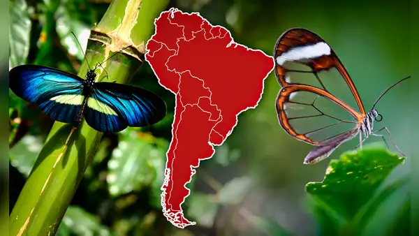 El país de Sudamérica que alberga la mayor variedad de especies de mariposas en el mundo