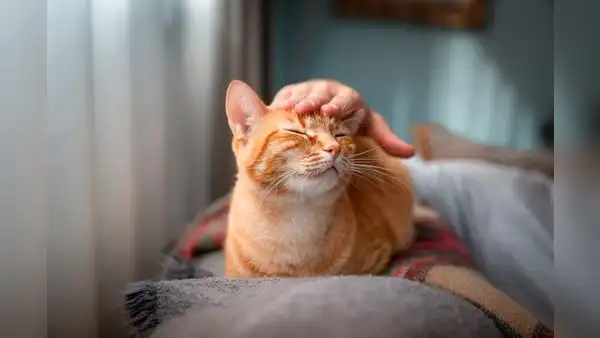 Estudio científico revela las 5 razas de gato que viven más años: conoce cuáles son