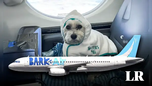 La primera aerolínea para perros y pasajeros ya está disponible en EE. UU.: viajarán en cabinas y no en jaulas