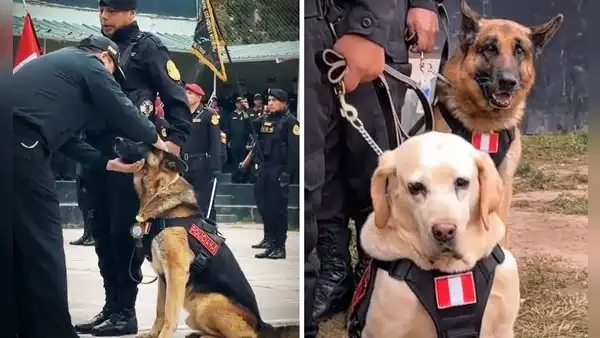Perritos se ‘jubilaron’ tras servir varios años a la PNP y usuarios piden: “Pensión y seguro veterinario”