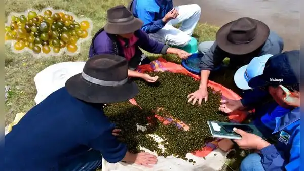 Descubre el 'caviar andino', el milenario alimento consumido por los incas para combatir la anemia